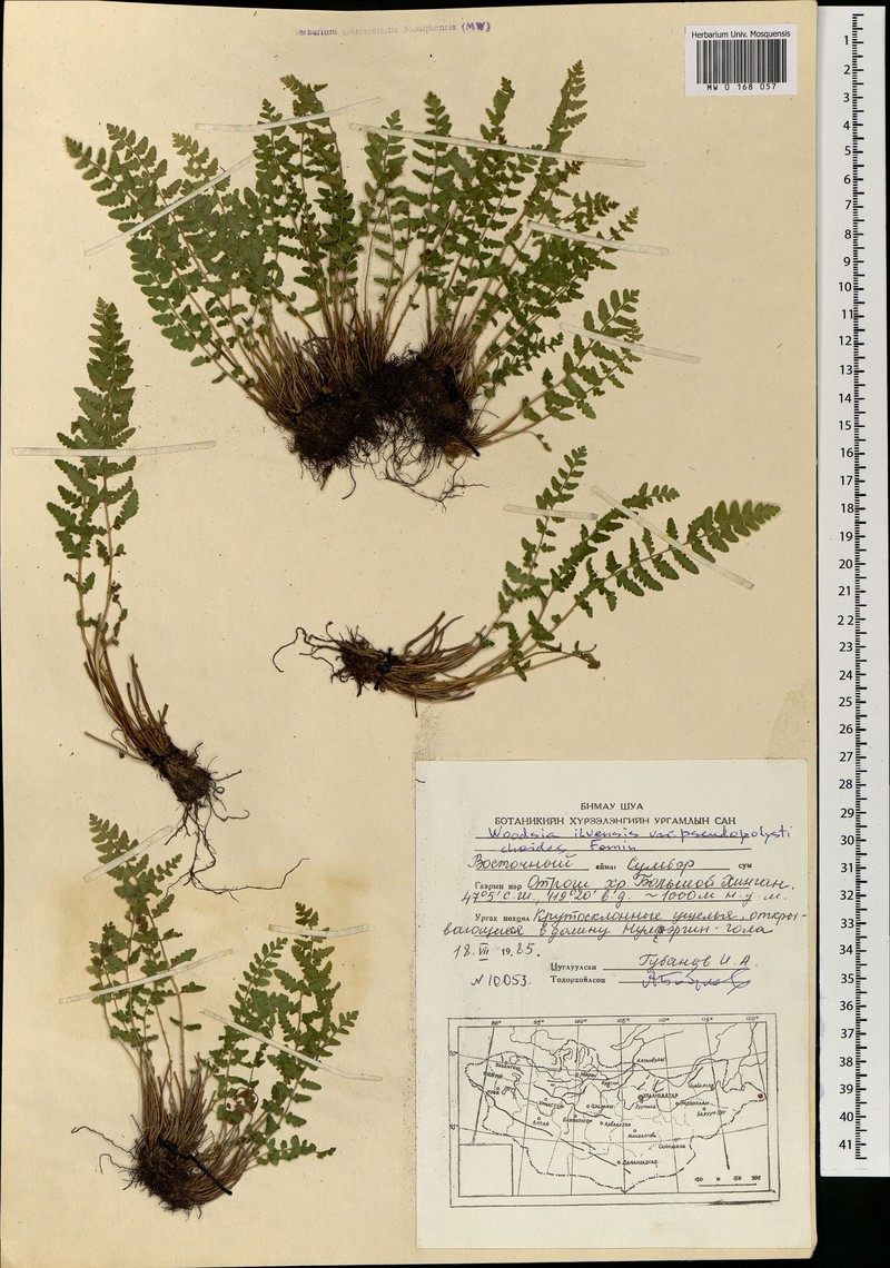 Woodsia pseudopolystichoides photo 3