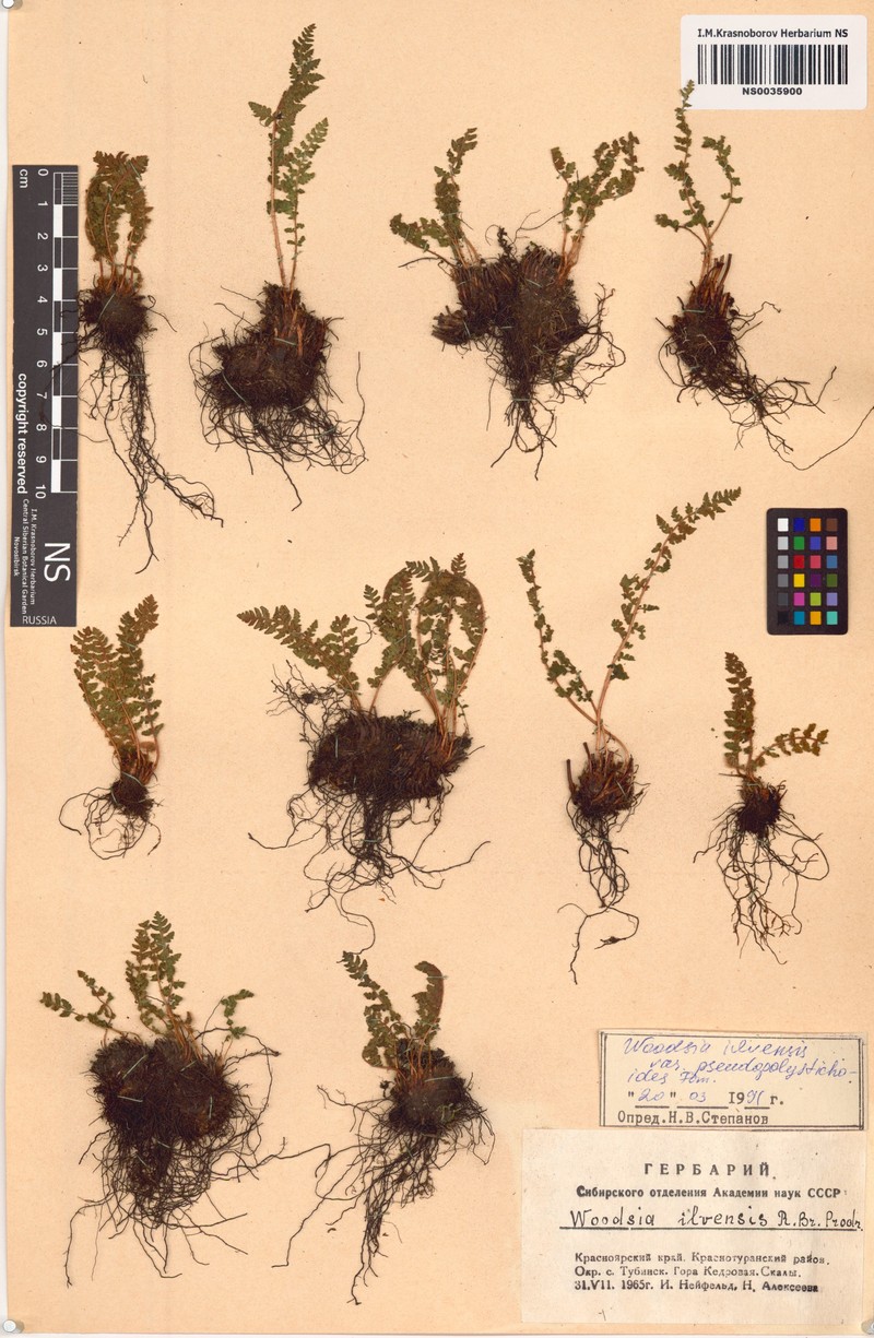 Woodsia pseudopolystichoides photo 4