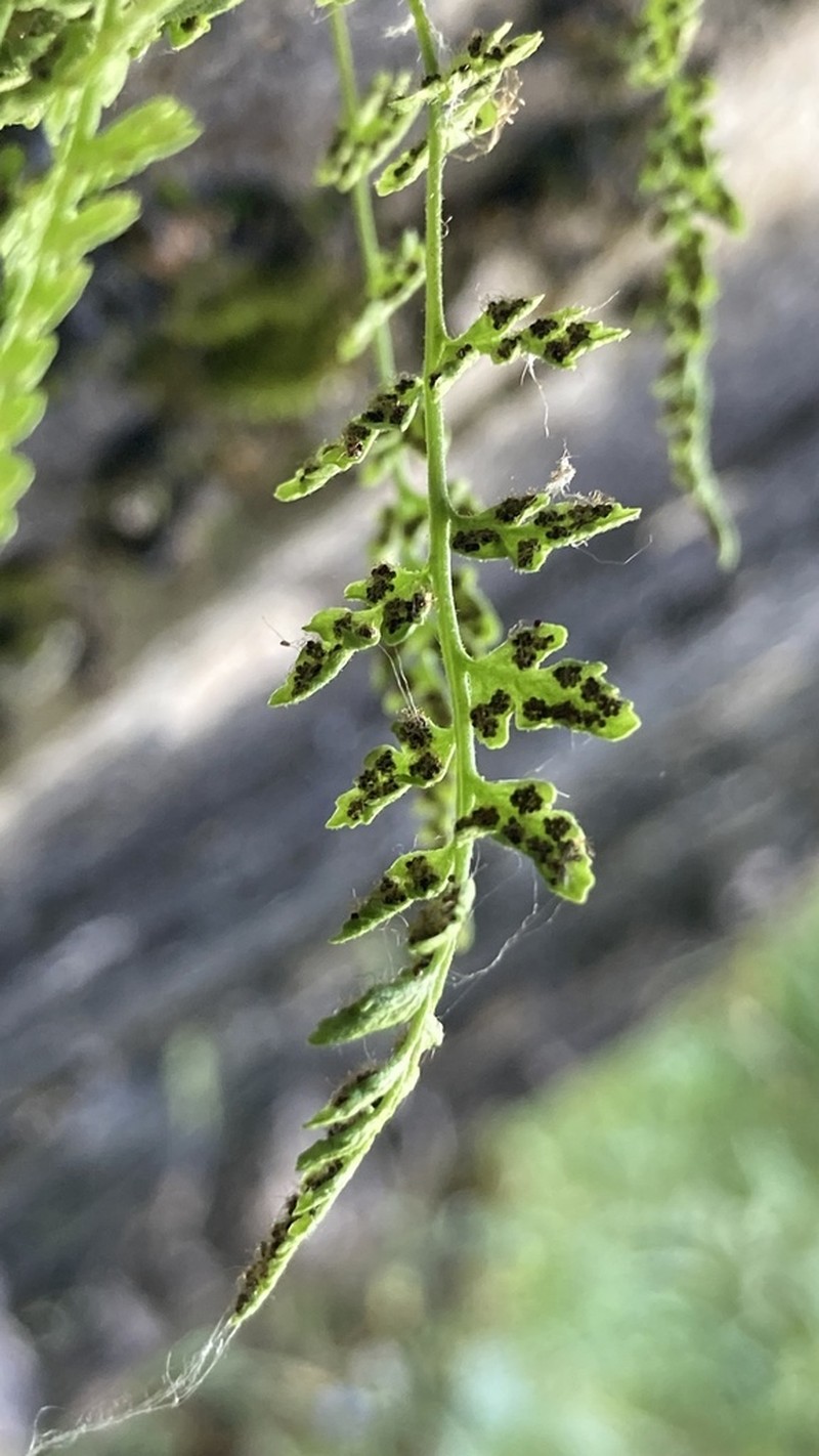 Woodsia pulchella