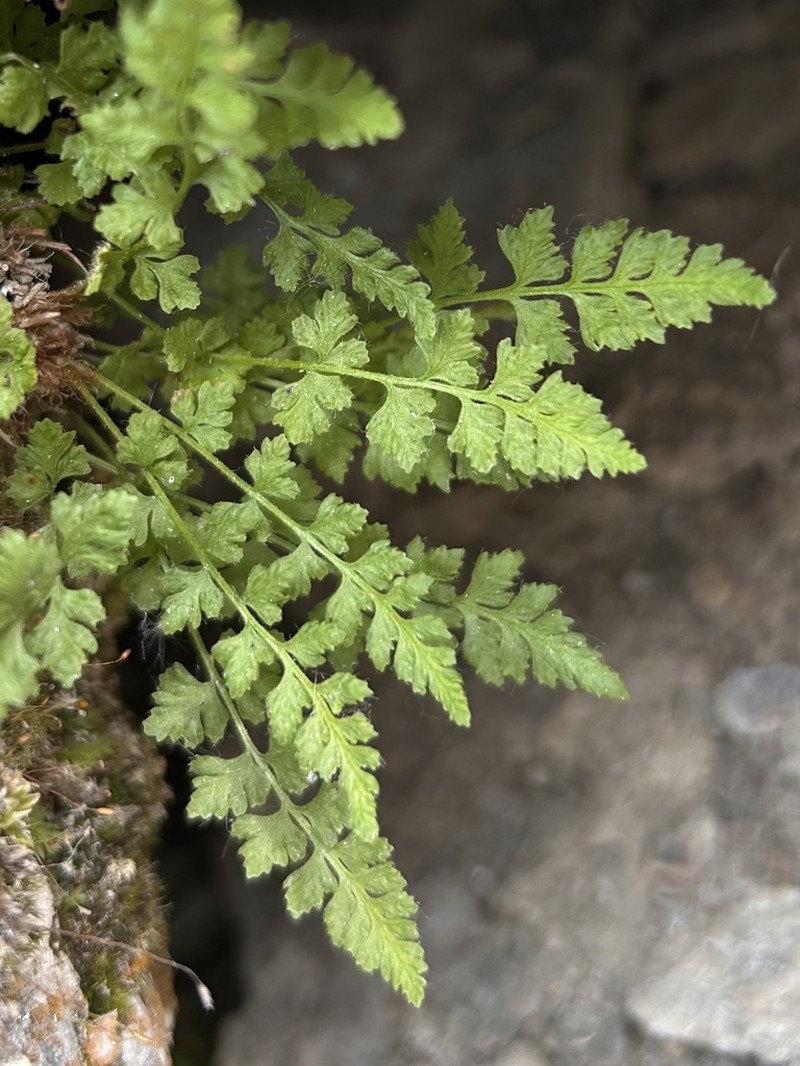 Woodsia pulchella photo 3