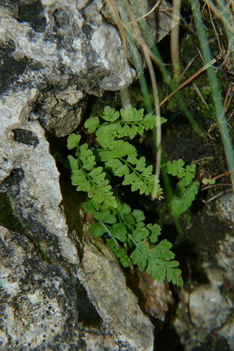 Woodsia pulchella photo 4