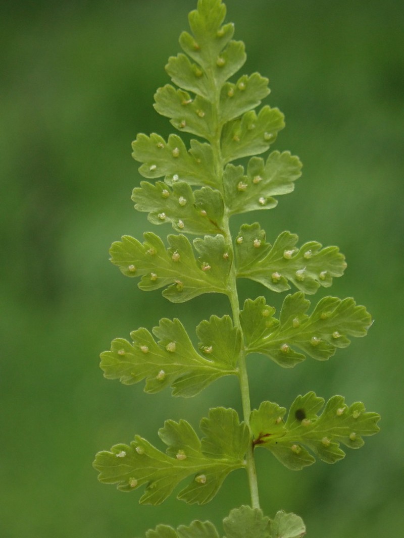Woodsia pulchella photo 5