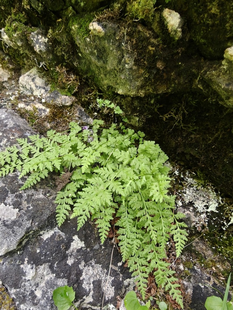 Woodsia pulchella photo 6