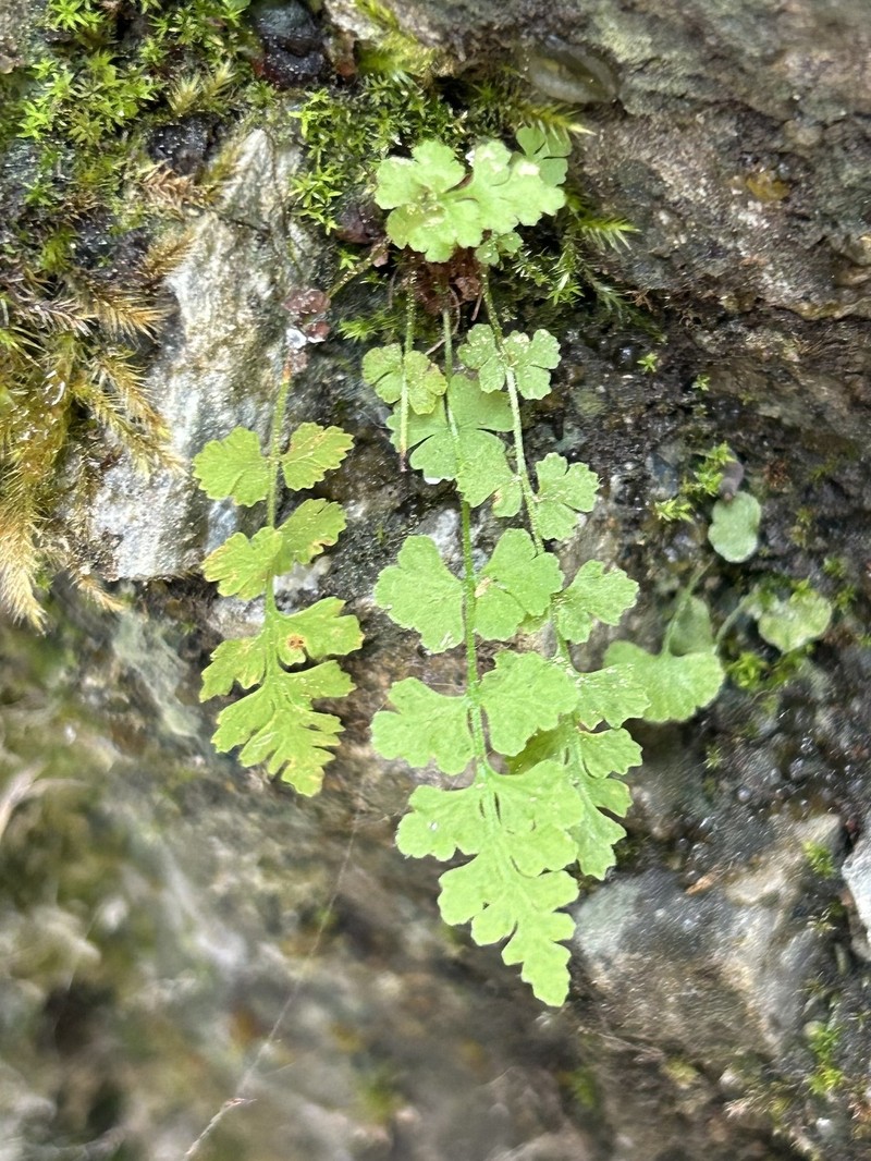 Woodsia pulchella photo 7