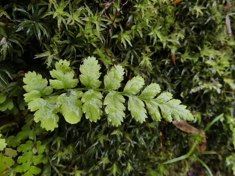 Woodsia pulchella photo 8