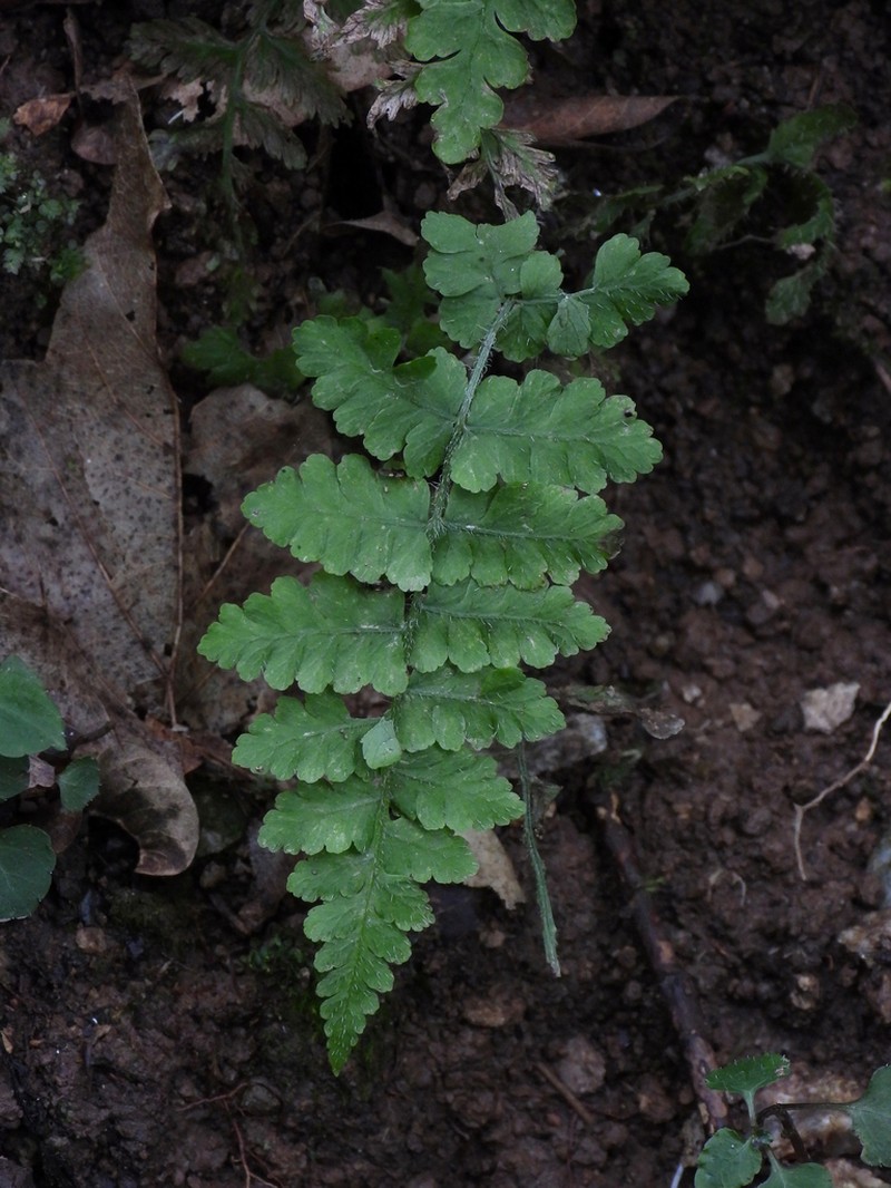 Woodsia rosthorniana