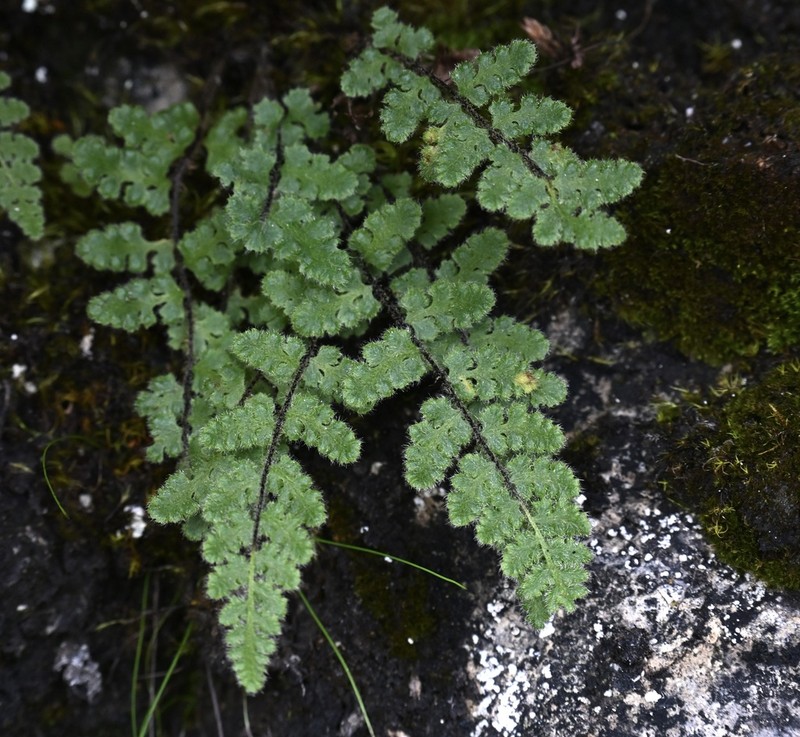 Woodsia rosthorniana photo 2
