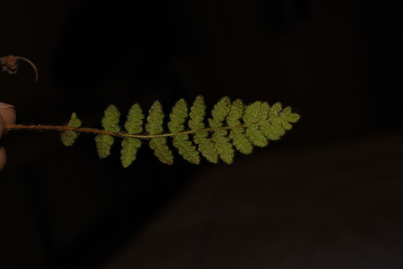 Woodsia rosthorniana photo 3