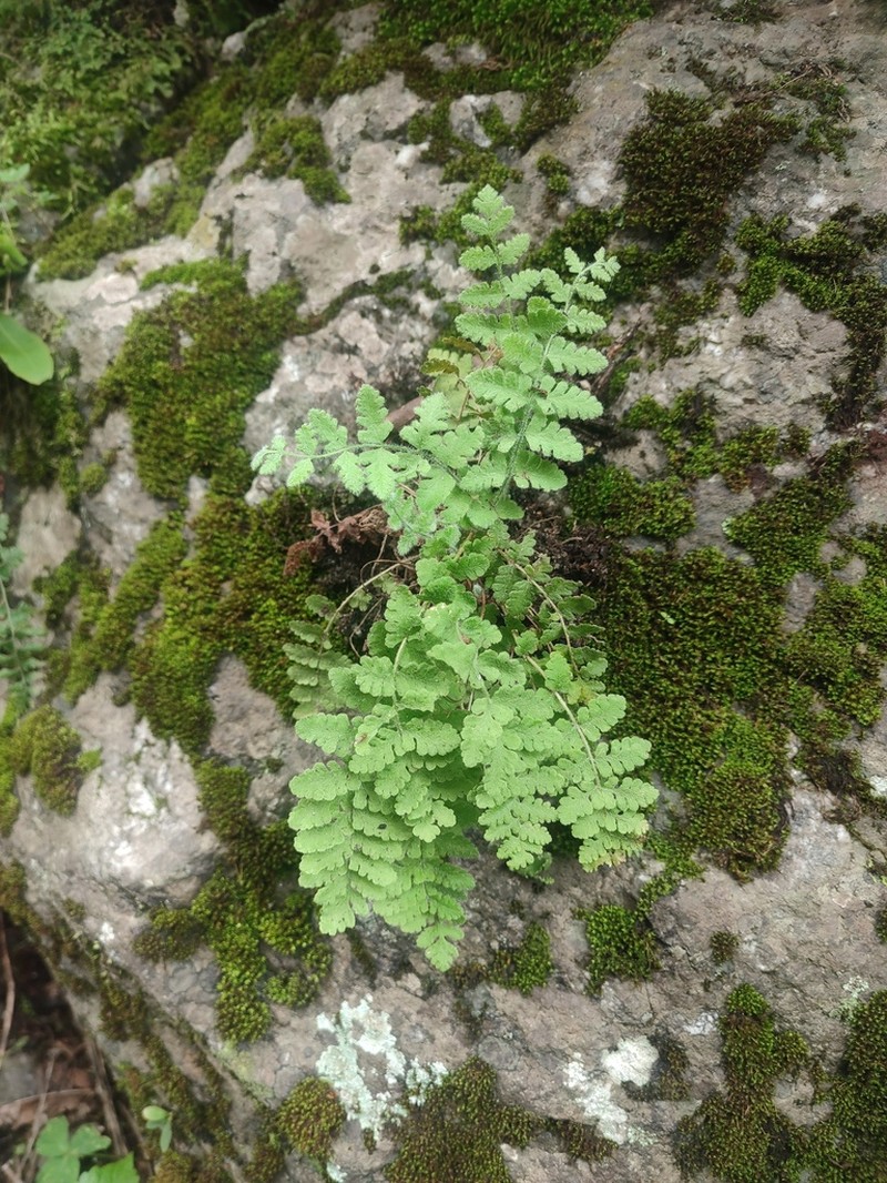 Woodsia rosthorniana photo 4