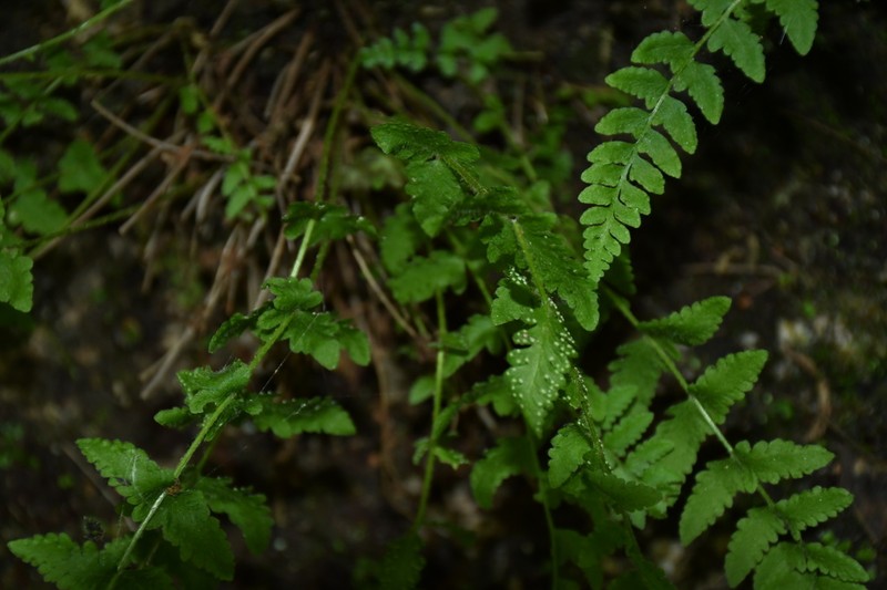 Woodsia rosthorniana photo 5