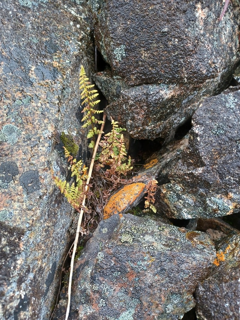Rocky Mountain Woodsia photo 5