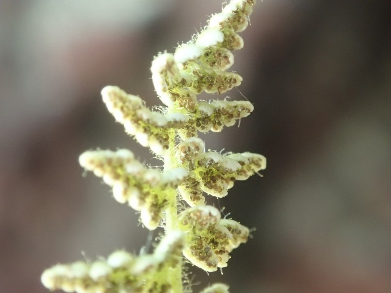 Rocky Mountain Woodsia photo 6