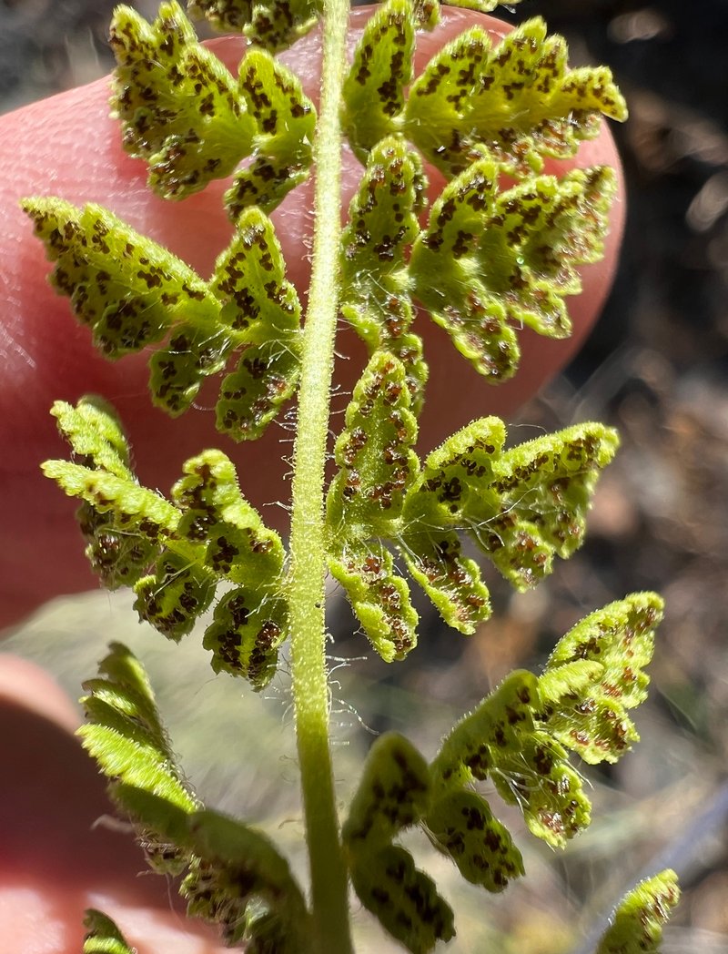 Rocky Mountain Woodsia photo 4