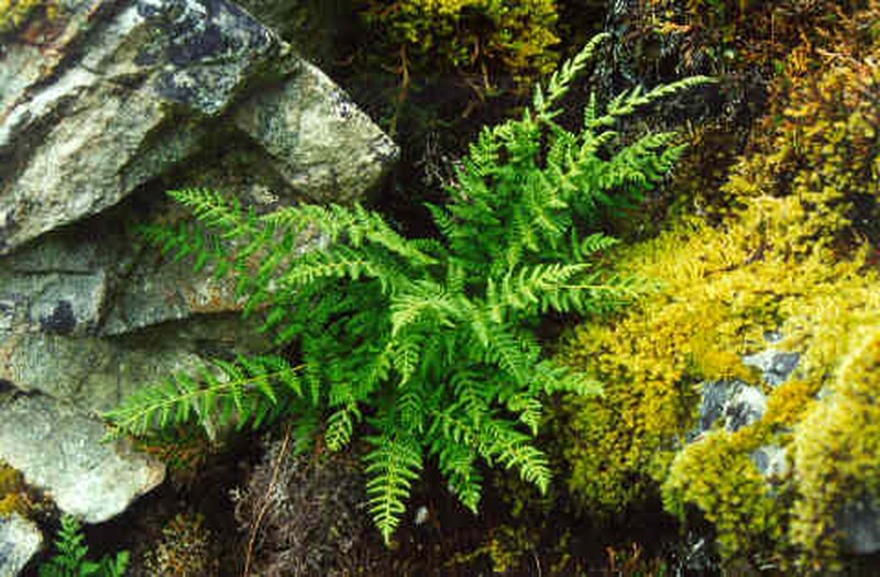 Rocky Mountain Woodsia