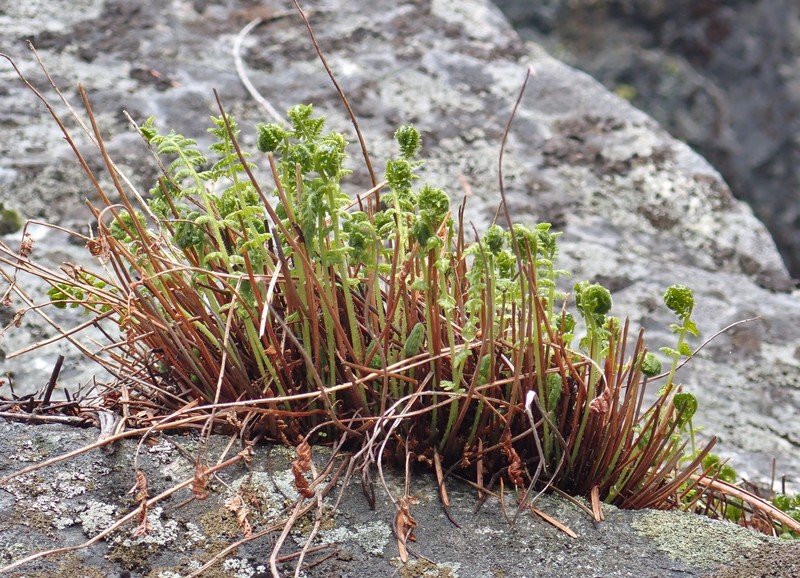 Rocky Mountain Woodsia photo 2