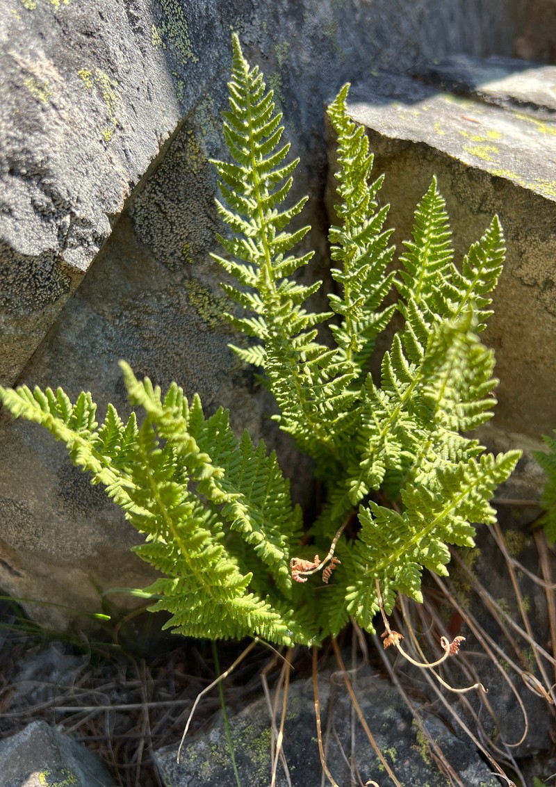 Rocky Mountain Woodsia photo 3