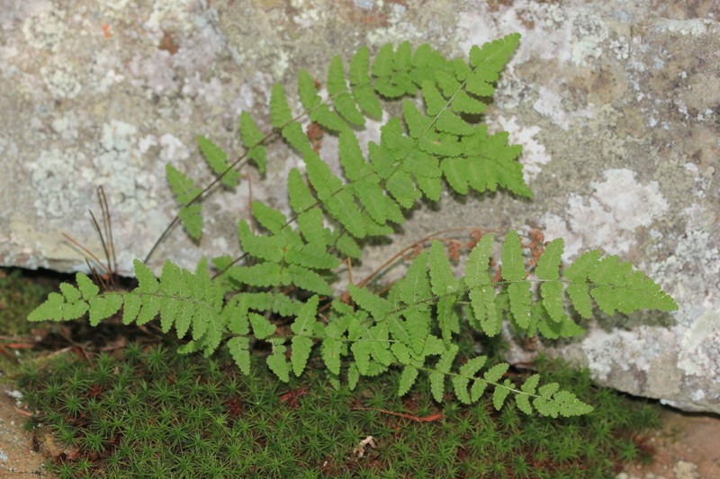 Woodsia scopulina subsp. laurentiana