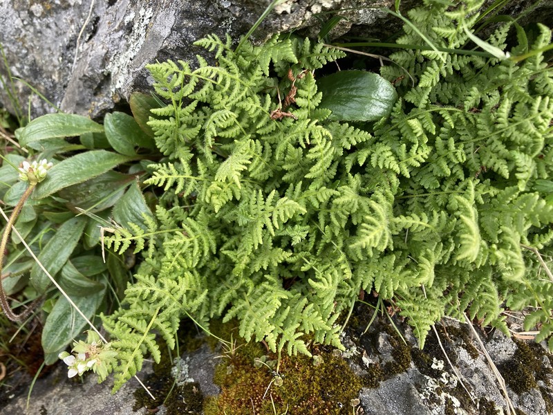 Woodsia scopulina subsp. laurentiana photo 2