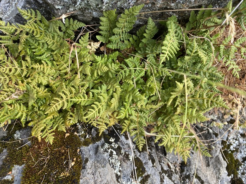 Woodsia scopulina subsp. laurentiana photo 3