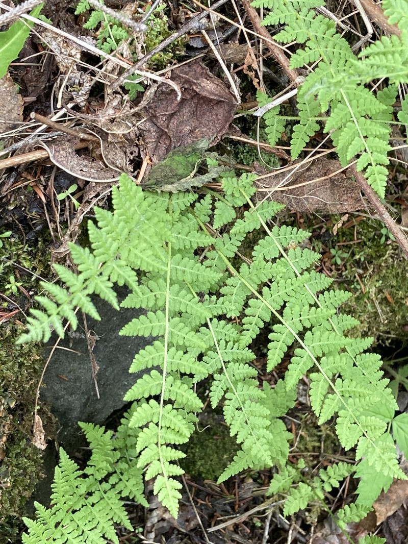 Woodsia scopulina subsp. laurentiana photo 4