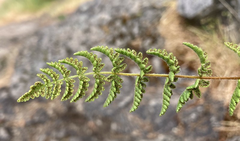 Woodsia scopulina subsp. laurentiana photo 5