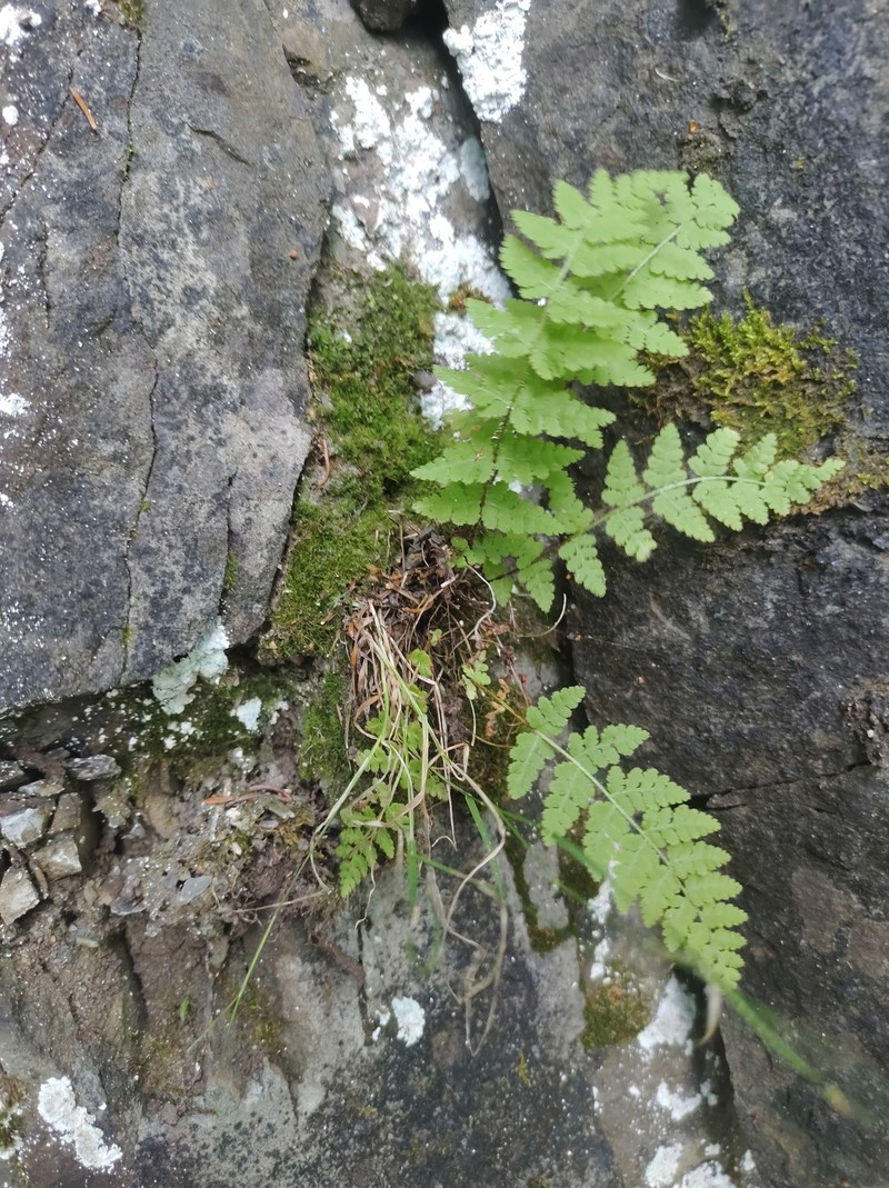 Woodsia scopulina subsp. laurentiana photo 6