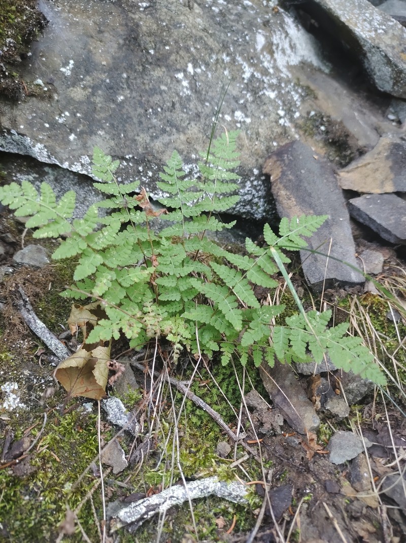 Woodsia scopulina subsp. laurentiana photo 7