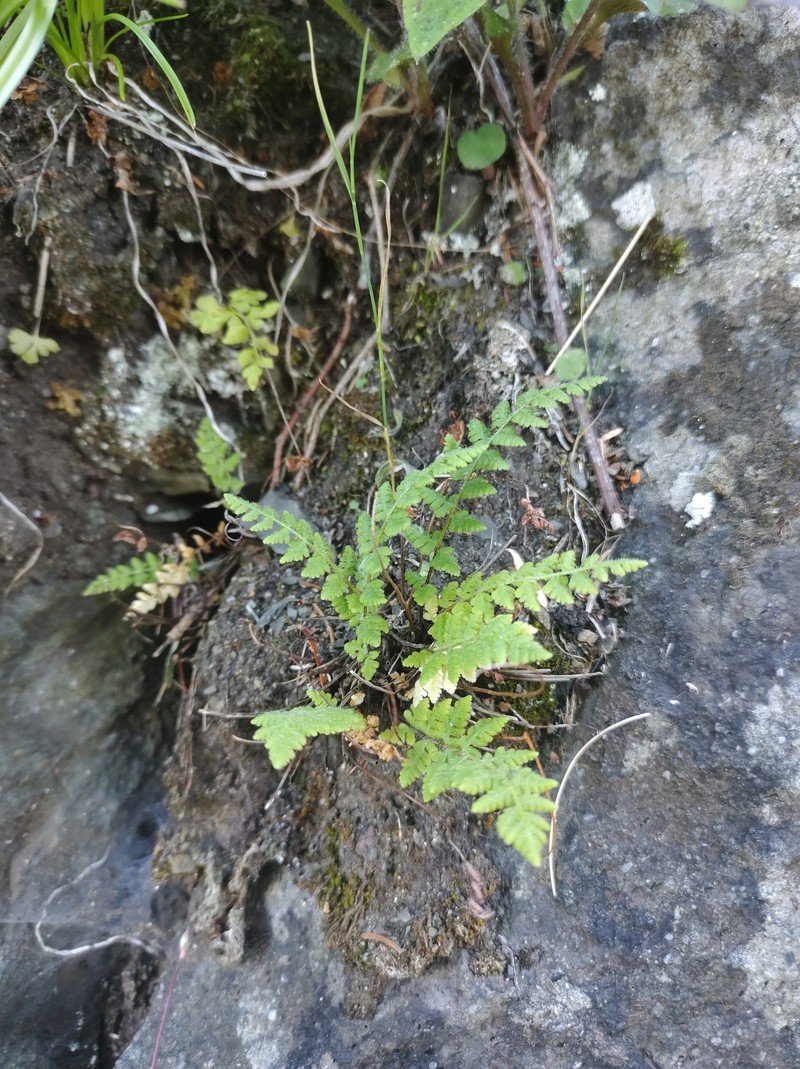 Woodsia scopulina subsp. laurentiana photo 8