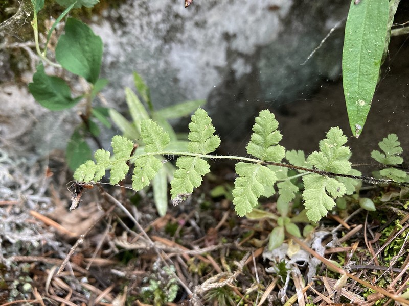 Woodsia scopulina subsp. scopulina