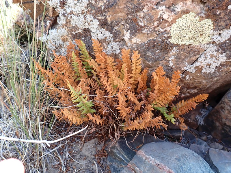 Woodsia scopulina subsp. scopulina photo 2