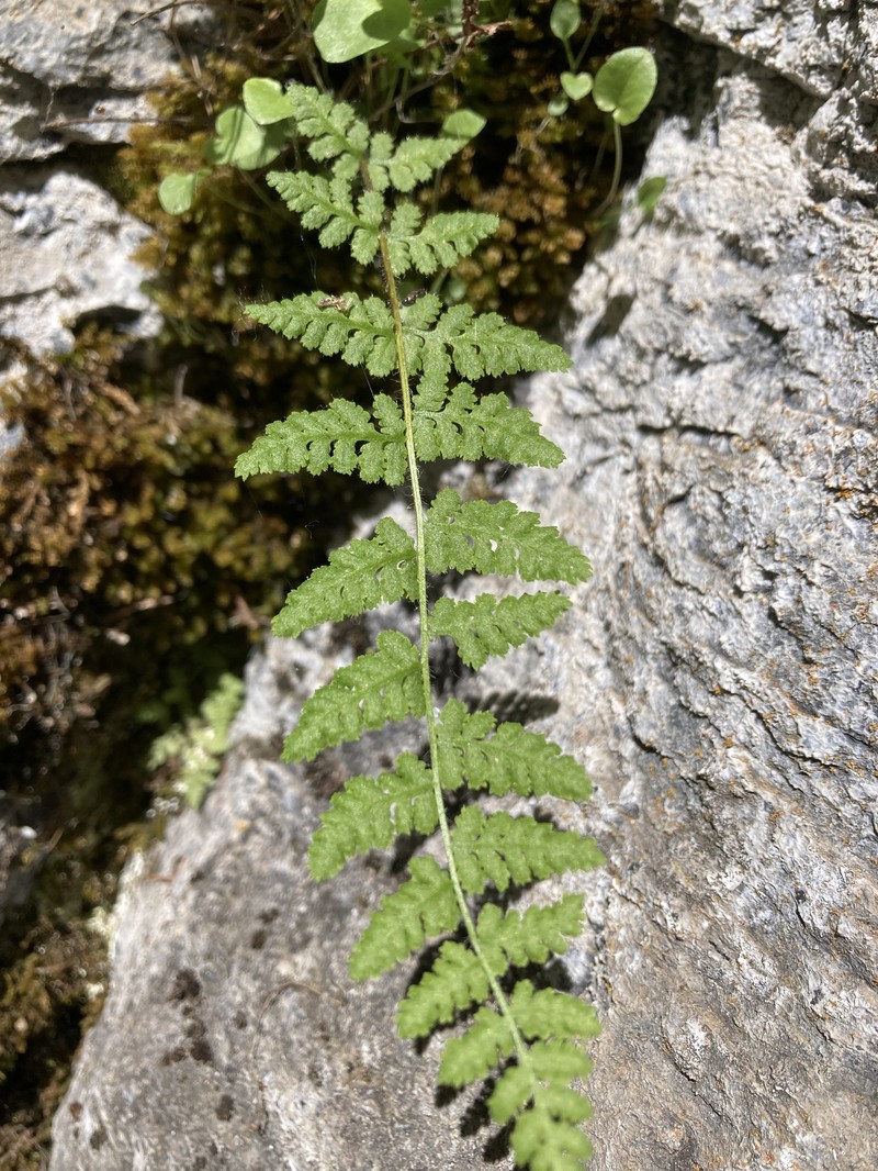 Woodsia scopulina subsp. scopulina photo 3