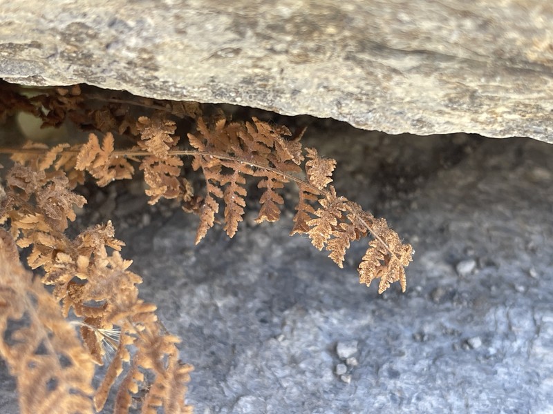 Woodsia scopulina subsp. scopulina photo 4