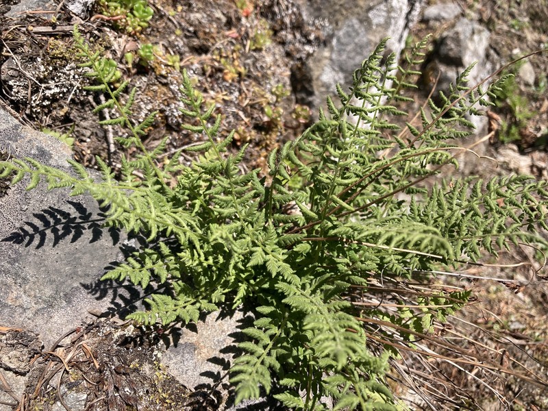 Woodsia scopulina subsp. scopulina photo 5