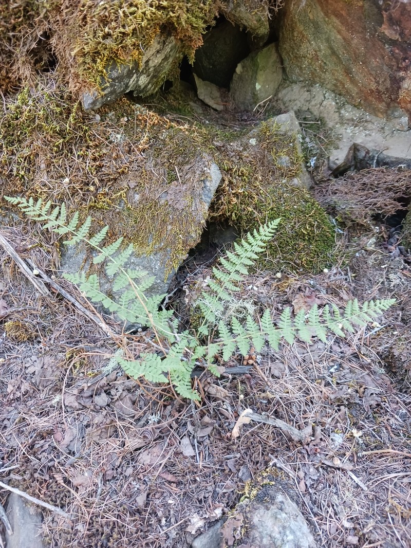Woodsia scopulina subsp. scopulina photo 6