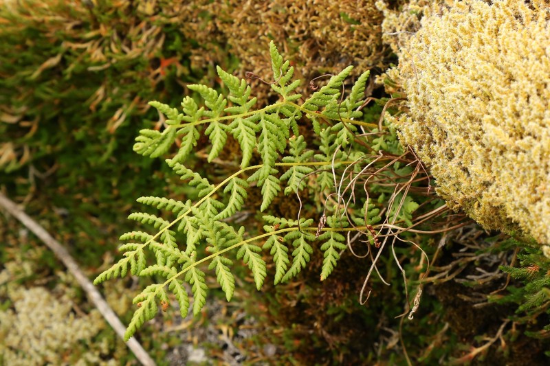 Woodsia scopulina subsp. scopulina photo 7