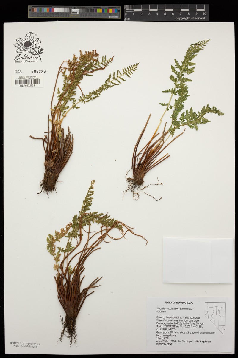 Woodsia scopulina subsp. scopulina photo 8