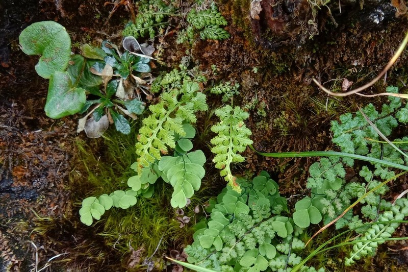 Woodsia shensiensis