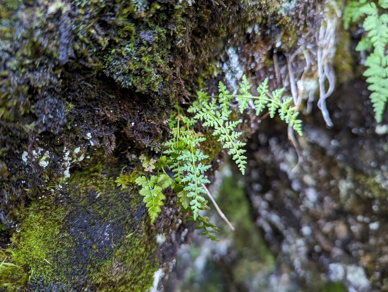 Woodsia shensiensis photo 2