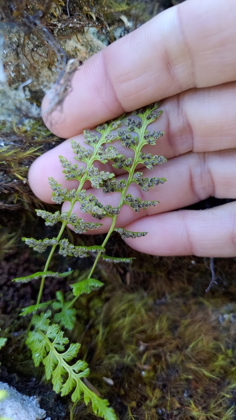 Woodsia shensiensis photo 3