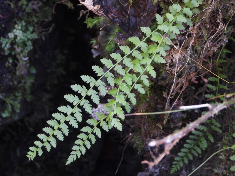 Woodsia shensiensis photo 4