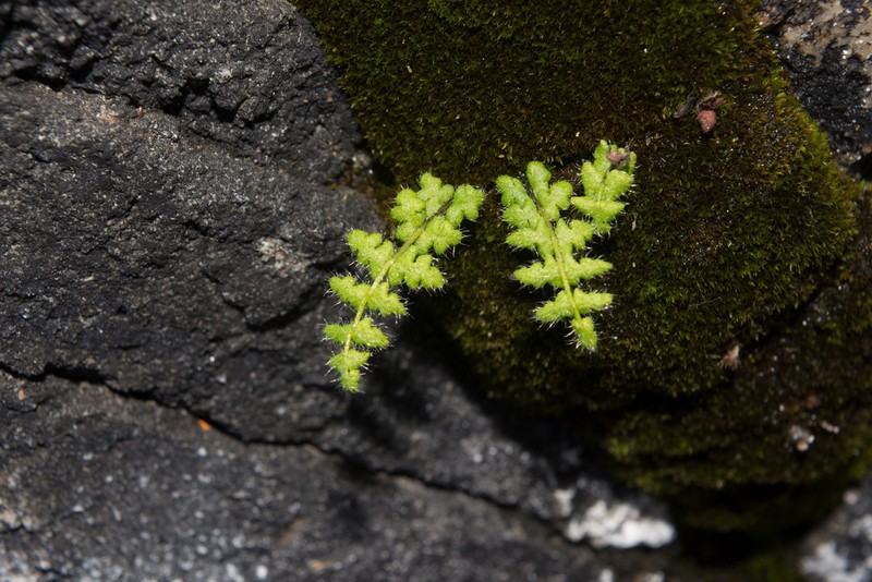 Woodsia shensiensis photo 5