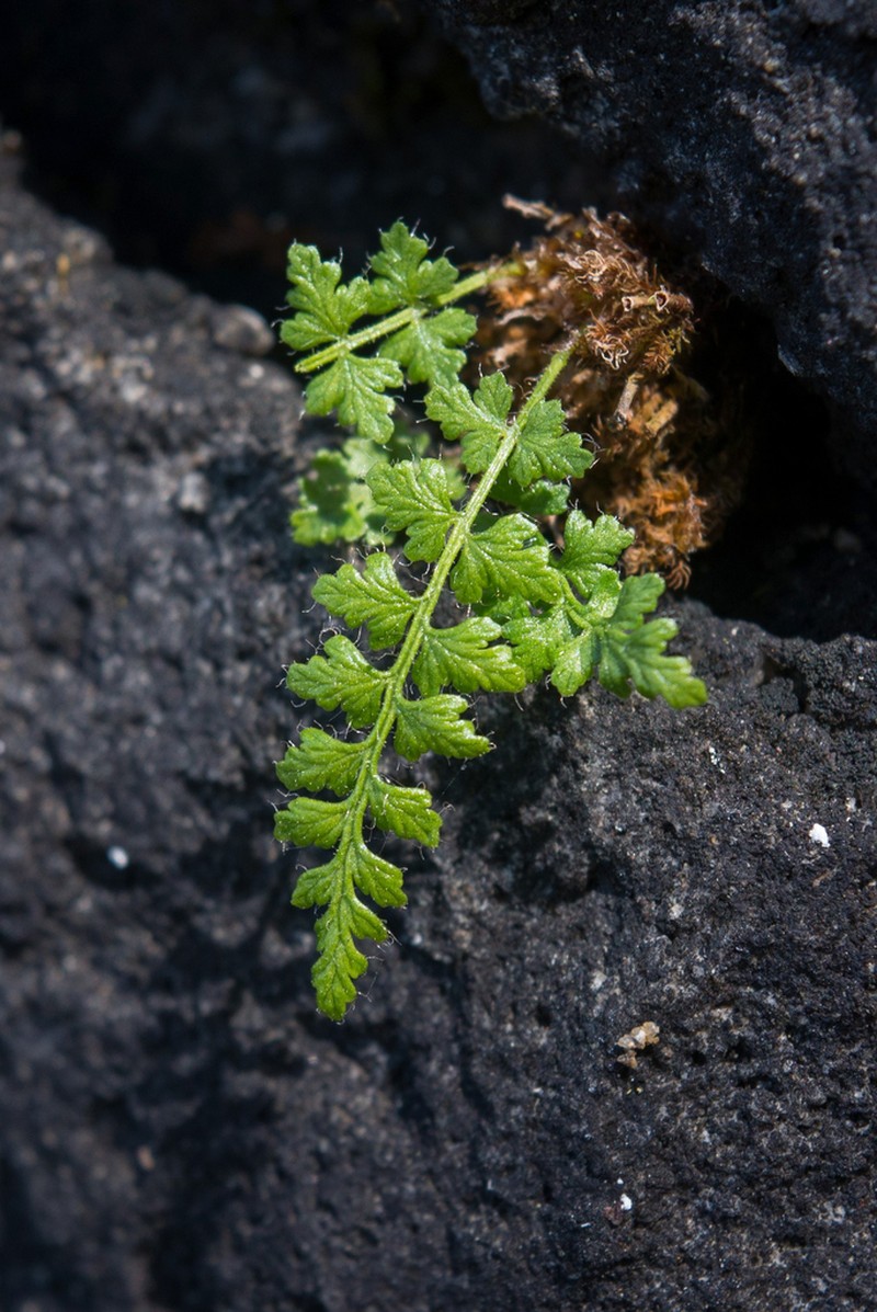 Woodsia shensiensis photo 6
