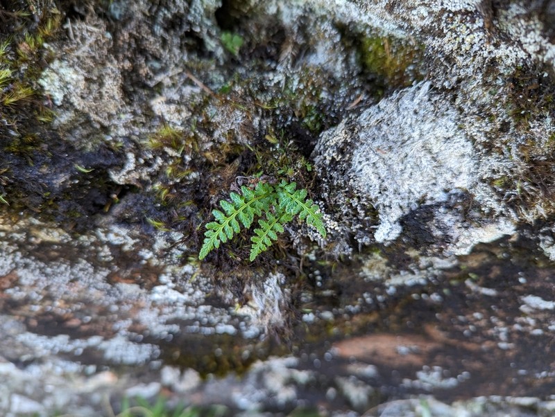 Woodsia shensiensis photo 7