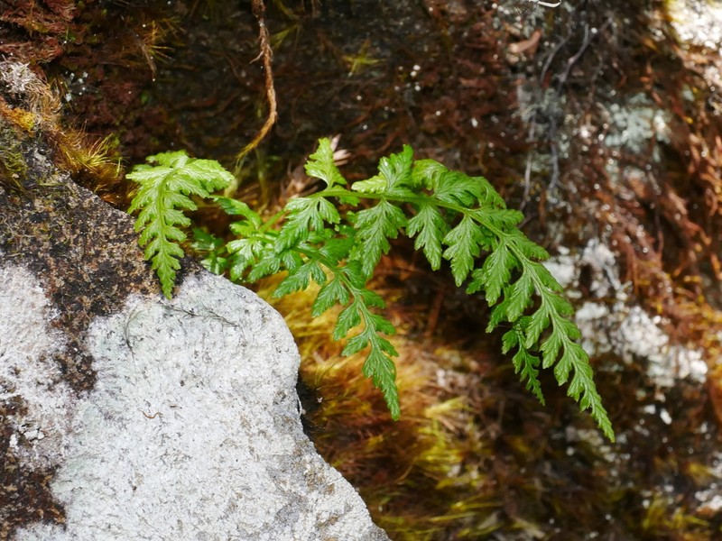 Woodsia shensiensis photo 8