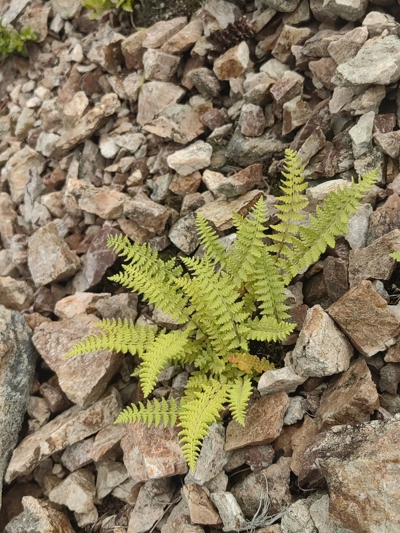 Woodsia subcordata