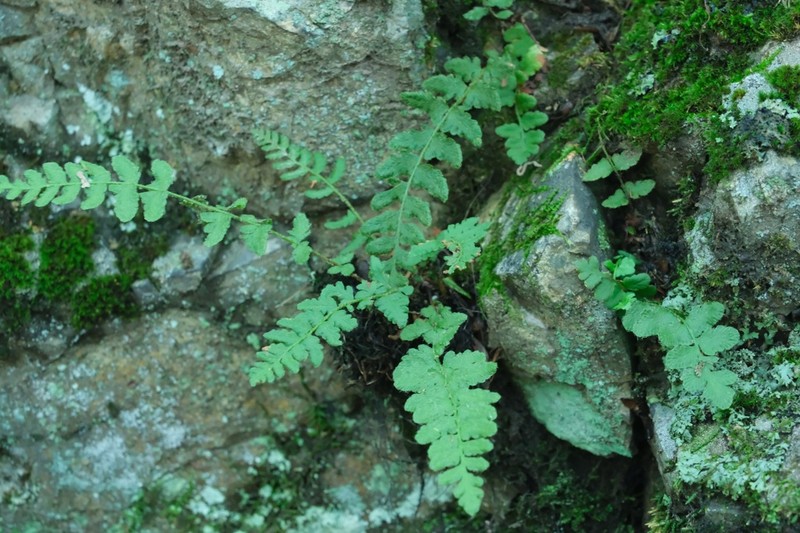 Woodsia subcordata photo 2
