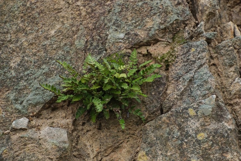 Woodsia subcordata photo 3