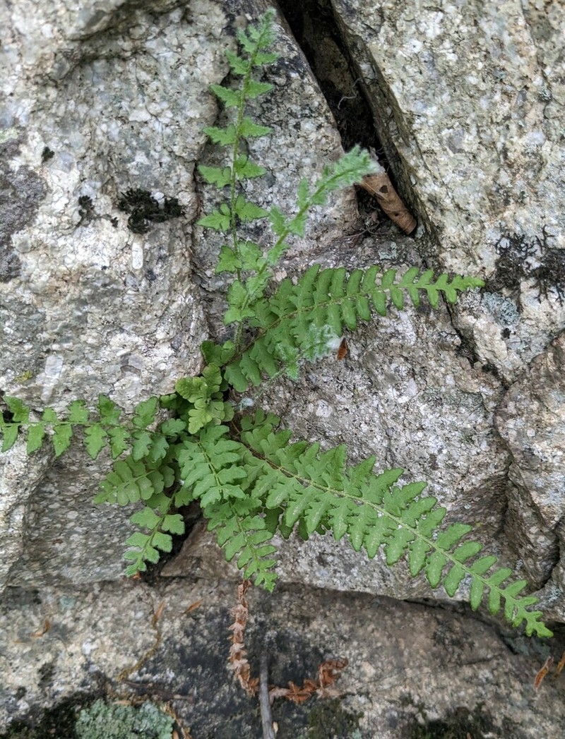 Woodsia subcordata photo 4