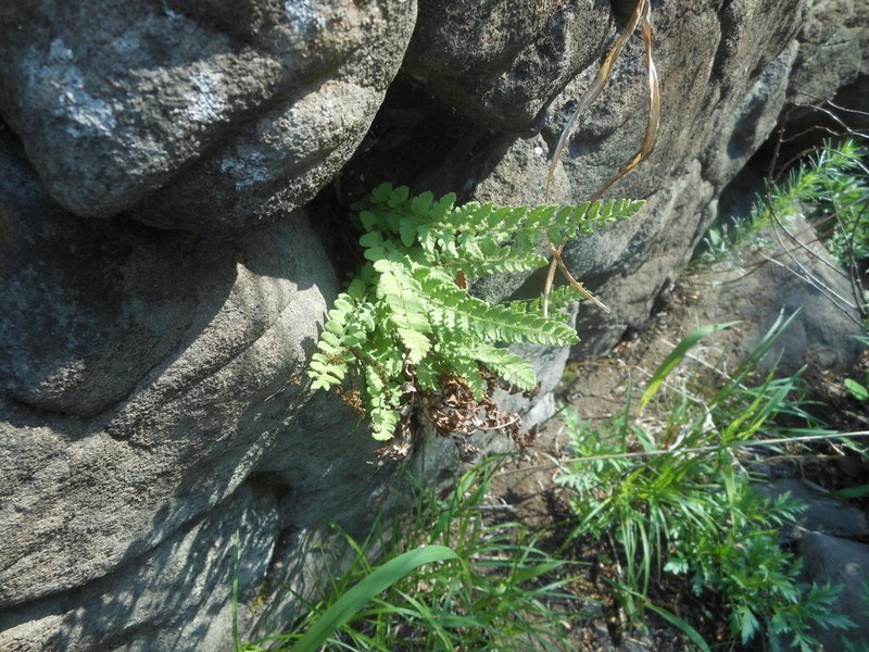 Woodsia subcordata photo 5