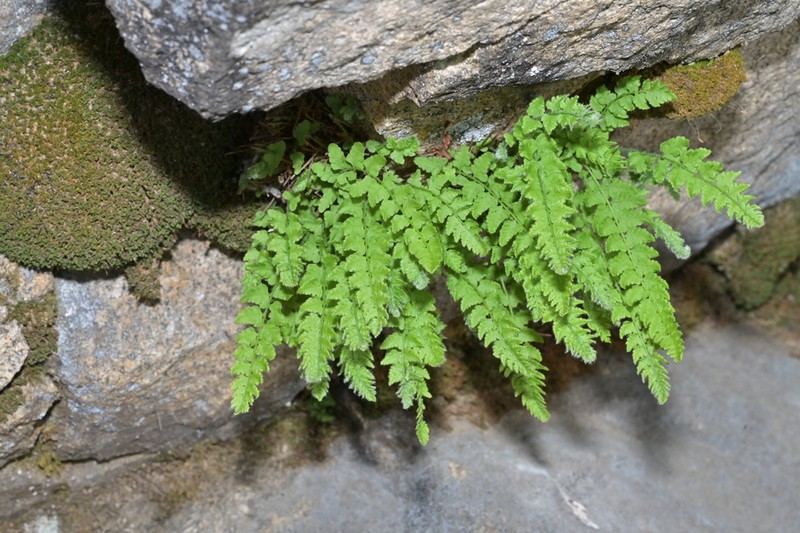 Woodsia subcordata photo 6